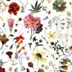 Liberty - Floral Eve 50x62cm